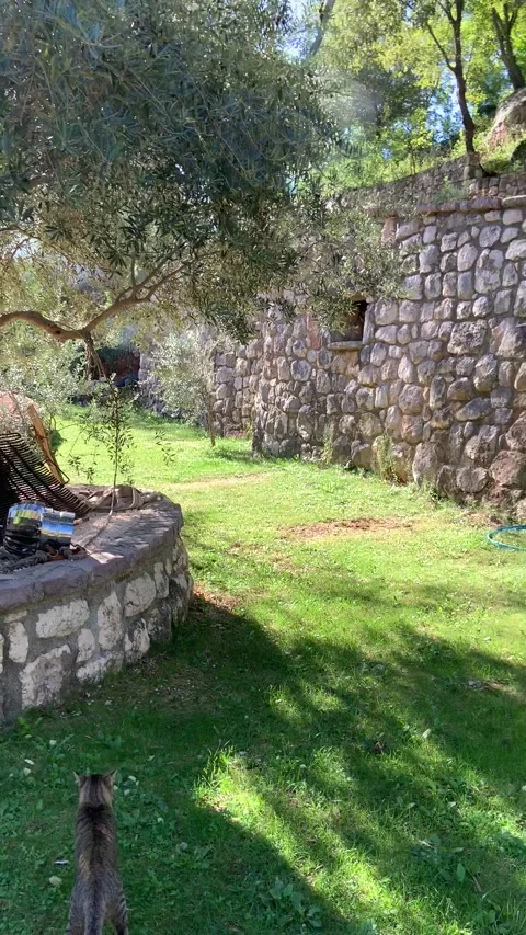 Old olive tree in the mountains Stock Footage 235812582