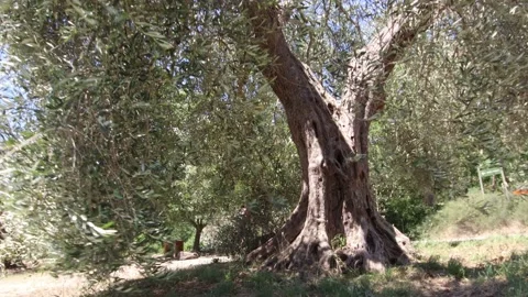Old olive tree moved by the wind 4K - Tuscany Italy Video stock 135869179