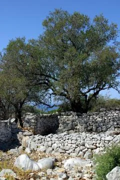 Old olive tree Stock Photos