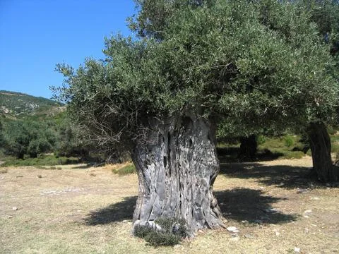 Old olive tree Stock Photos