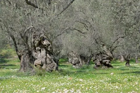 Old olive tree Stock Photos