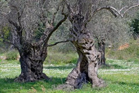 Old olive tree Stock Photos