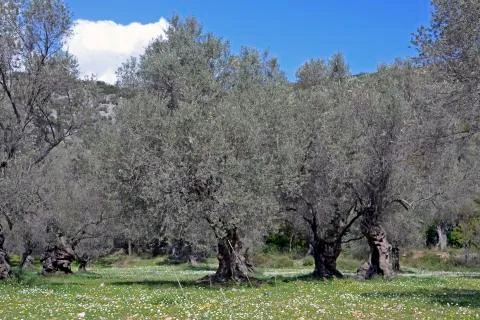 Old olive tree Photos