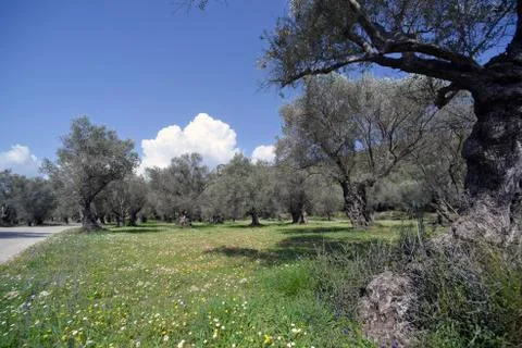 Old olive tree Stock Photos