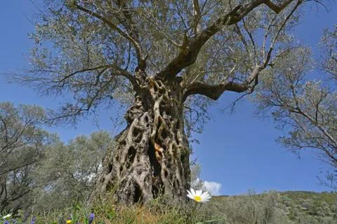 Old olive tree Fotos Stock
