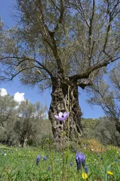 Old olive tree 写真素材