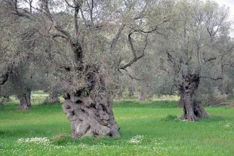 Old olive tree Stock Photos