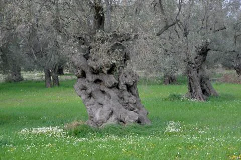 Old olive tree Fotos Stock