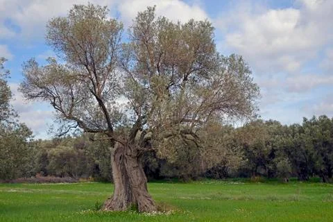 Old olive tree Stock Photos