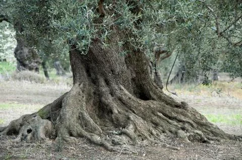 Old olive tree Фото