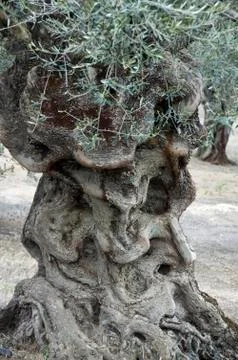 Old olive tree Fotos de archivo
