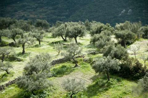Old olive tree Fotos Stock