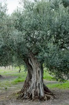 Old olive tree Stock Photos