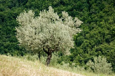 Old olive tree Stock Photos