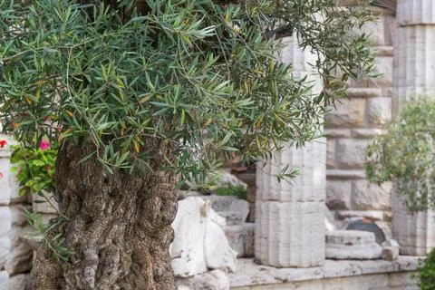 Old olive tree 스톡 사진