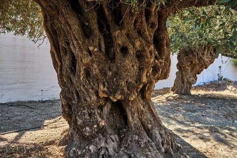 Old olive tree Stock Photos