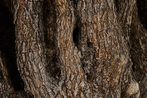 Old olive tree Stock Photos