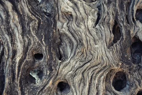 Old olive tree Stock Photos