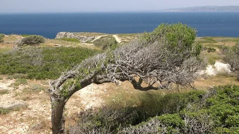 Old olive tree on rocky hill, Crete island. Greece.  Stock-Footage 114439963