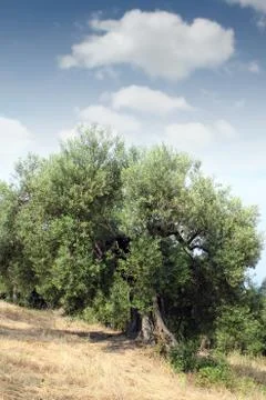 Old olive tree sithonia greece 스톡 사진