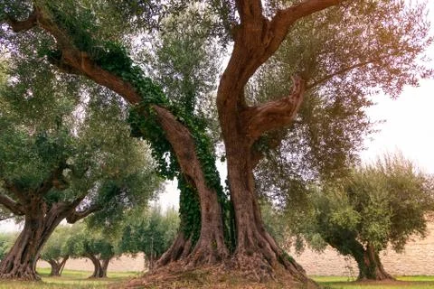 Old olive tree in a small olive grove in Umbria, Italy Stock Photos
