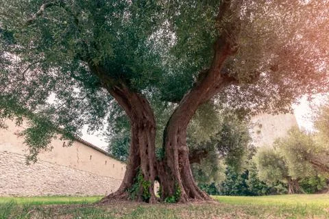 Old olive tree in a small olive grove near the old castle in Umbria, Italy Stock Photos