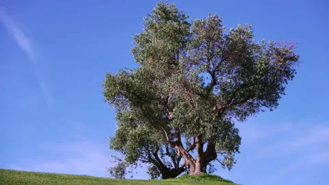 Old olive tree standing on a green hill with a blue sky background Stock Footage 345865035