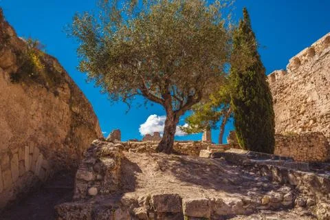 Old olive tree surrounded by medieval city ruins. Castle and city walls. Foto stock