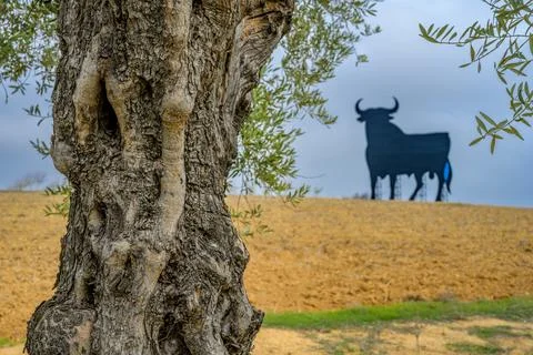 Old Olive Tree Trunk and Osborne Bull in Sevilla, Spain Stock Photos