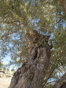 Old olive tree trunk and branches Stock Photos