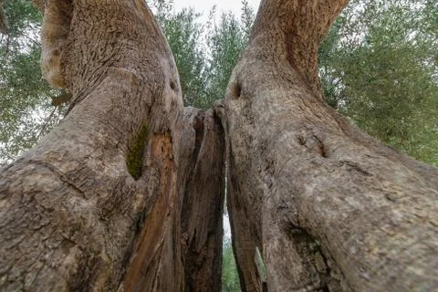 Old olive tree trunk. Close-up, bottom up view. Stock Photos