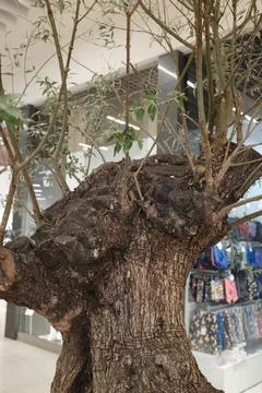 Old olive tree trunk displayed inside a modern shopping mall interior Stock Photos
