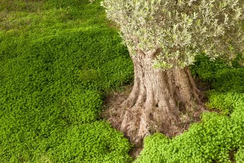 Old olive tree trunk Stock Photos