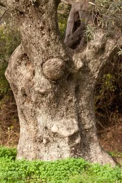 Old olive tree trunk Foto stock