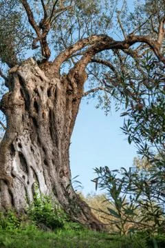Old olive tree trunk Stock Photos