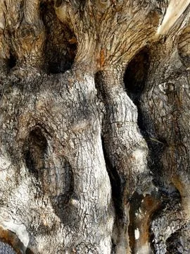 Old olive tree trunk Foto stock