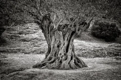 Old olive tree trunk, roots and branches Stock Photos
