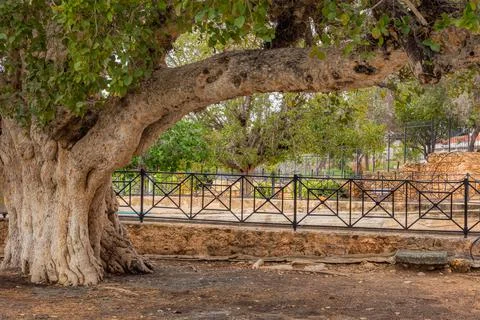 An old olive tree trunk, roots and branches on a city street on a Sunny summe Stock Photos