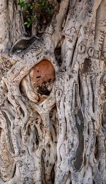 Old olive tree trunk, roots and branches Fotos Stock
