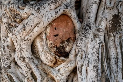 Old olive tree trunk, roots and branches Fotos Stock