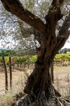 Old olive tree trunk in vineyard countryside Photos