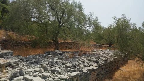 Old olive trees growing behind a traditional dry stone wall in rural Croatia Stock Footage 318519290