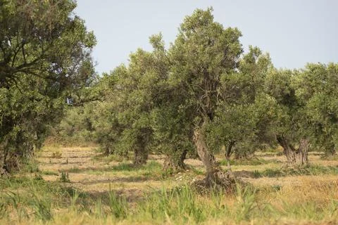 Old olive trees in a meadow Stockfoto's