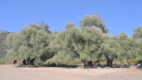 Old olive trees in the mountains Stock Footage 231509642