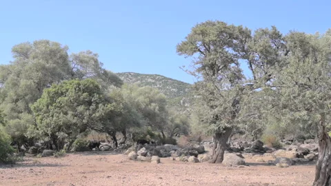 Old olive trees in the mountains Vidéo 231509713