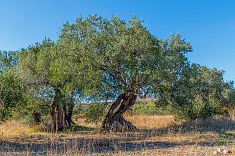 Old olive trees Stock Photos