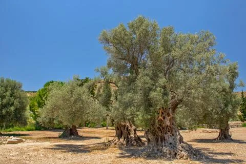 Old olive trees Stock Photos