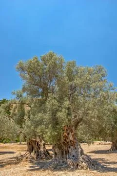 Old olive trees Stock Photos