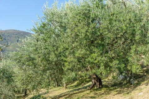 Old olive trees Stock Photos