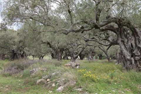 Old olive trees in spring meadow Stock Photos